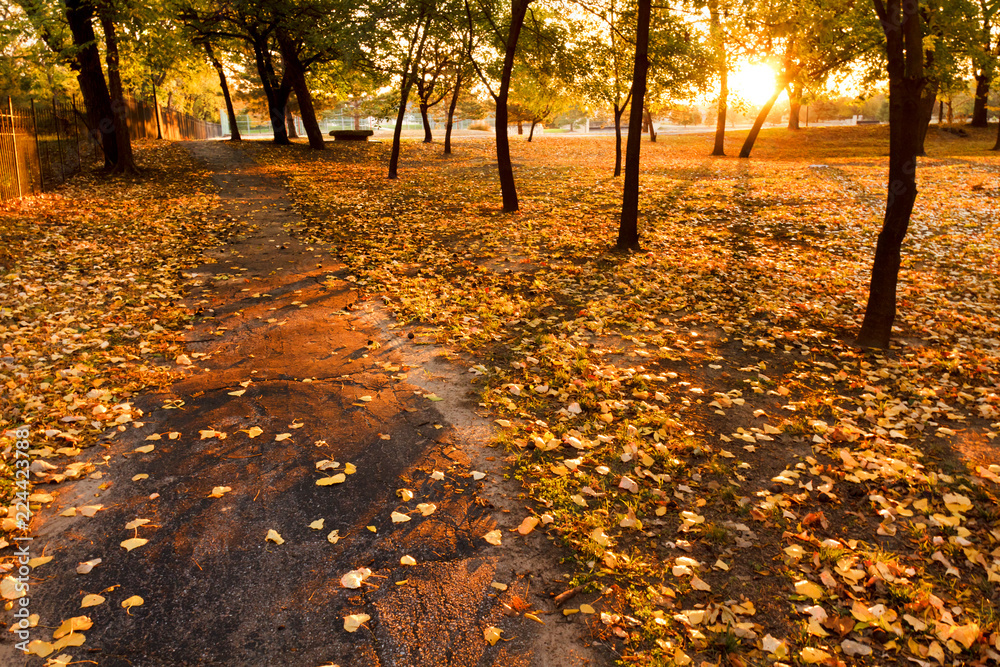 This serene walking path at sunrise in Autumn is lined with bright yellow fall leaves. Long shadows of the trees are cast from the rising sun, adding great lines and textures.