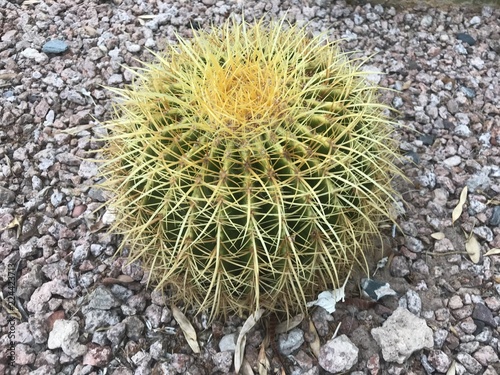 Barrel Cactus on Gravel