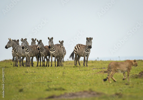Cheetah walking past zebras in Masai Mara Game Reserve