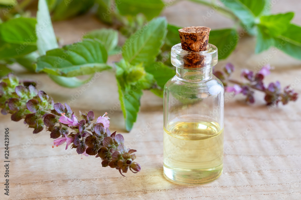 A bottle of tulsi essential oil with fresh tulsi, or holy basil A bottle of tulsi essential oil with fresh tulsi, or holy basil