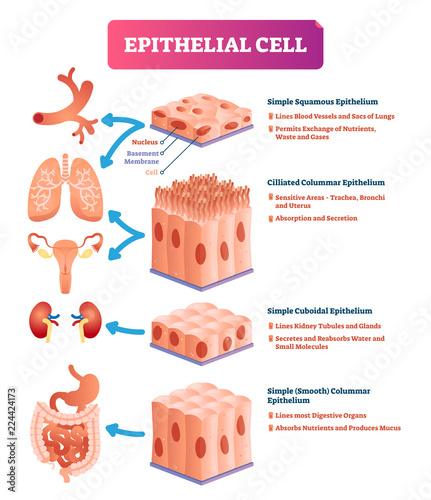Epithelial cells vector illustration. Medical location and meaning diagram. photo