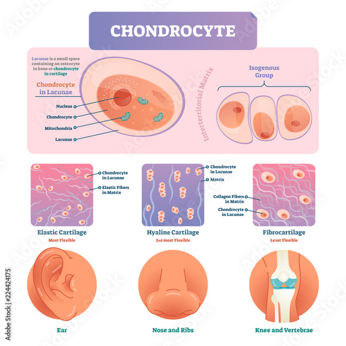 Chondrocyte vector illustration infographic. Medical labeled biology diagram photo