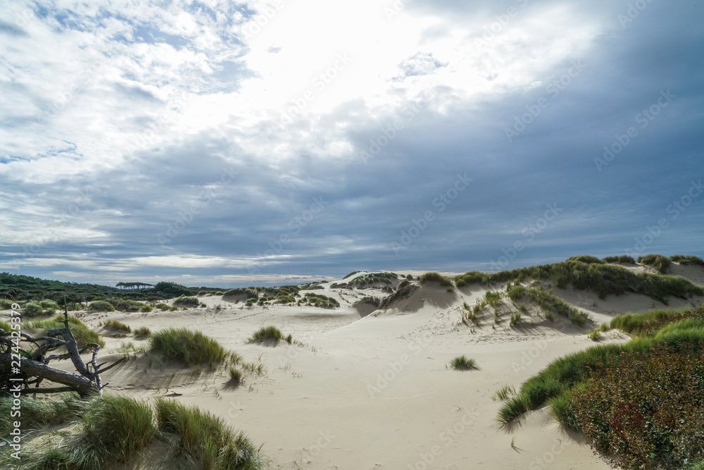 Sunny weather at Formby in England, view with sand dunes and arid vegetation