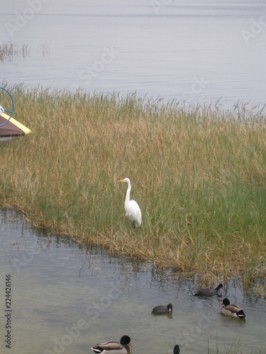 Birds in the water