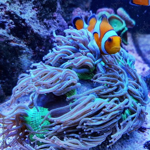 Coral Reef Ocean Life