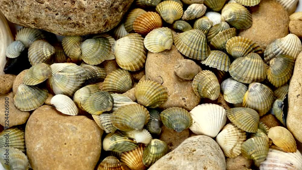 Video Texture of sea shells and stones. Many sea shells spin. Sea bottom. Video Texture of sea shells and stones. Many sea shells spin. Sea bottom.