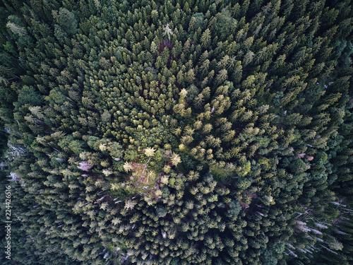 trees from above, aerial view flying with drone
