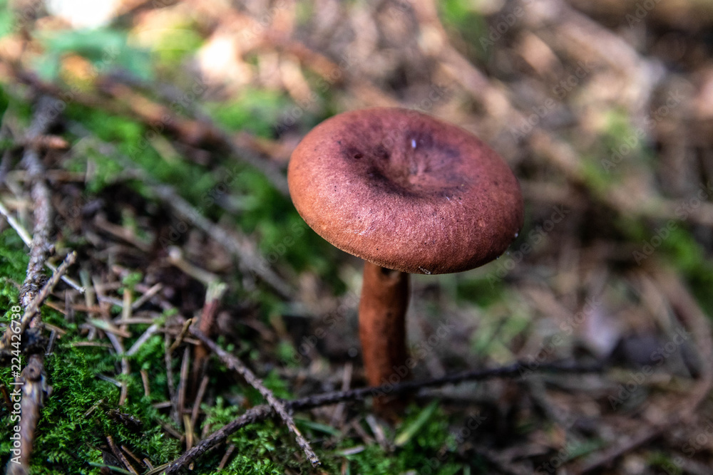 brown mushrooms in a forest on green moss. soft focus brown mushrooms in a forest on green moss. soft focus