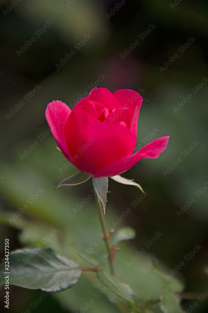 FLOWERS - red rose