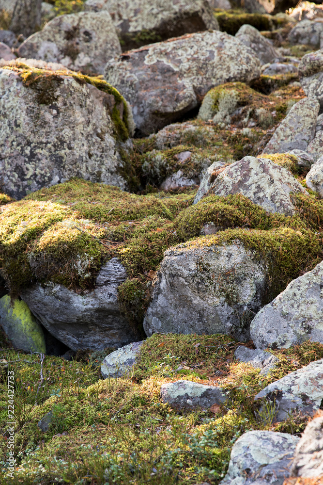 Large stones covered with moss at sunny day. Natural moss on stones in pine forest. Large stones covered with moss at sunny day. Natural moss on stones in pine forest.