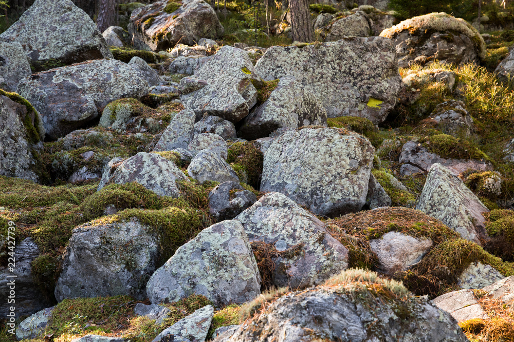 Large stones covered with moss at sunny day. Natural moss on stones in pine forest.  