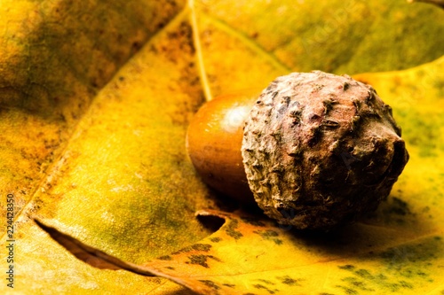 Acorn on Brown Oak Leaves Close-Up