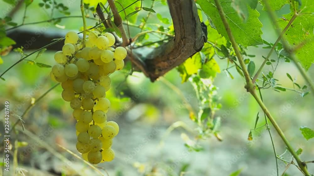 ripe grapes farm grapes for wine Muscat varieties ripe grapes farm grapes for wine Muscat varieties