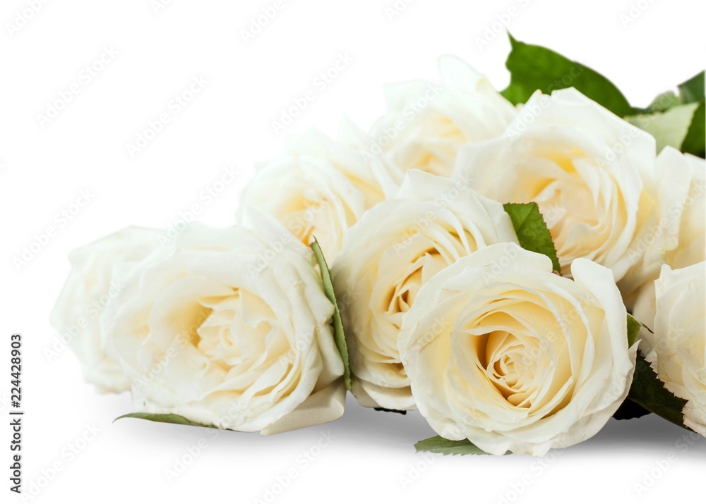 Fototapeta Bukiet białych róż na szarym tle