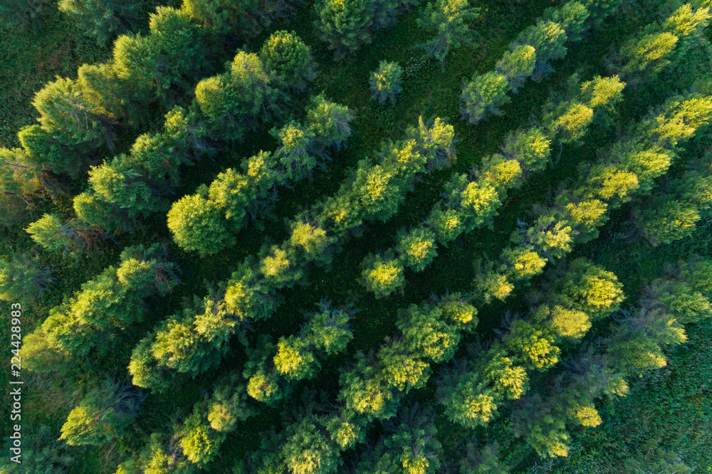 Aerial view of green coniferous forest plantations