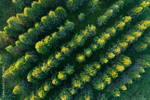 Obraz na płótnie Aerial view of green coniferous forest plantations w salonie