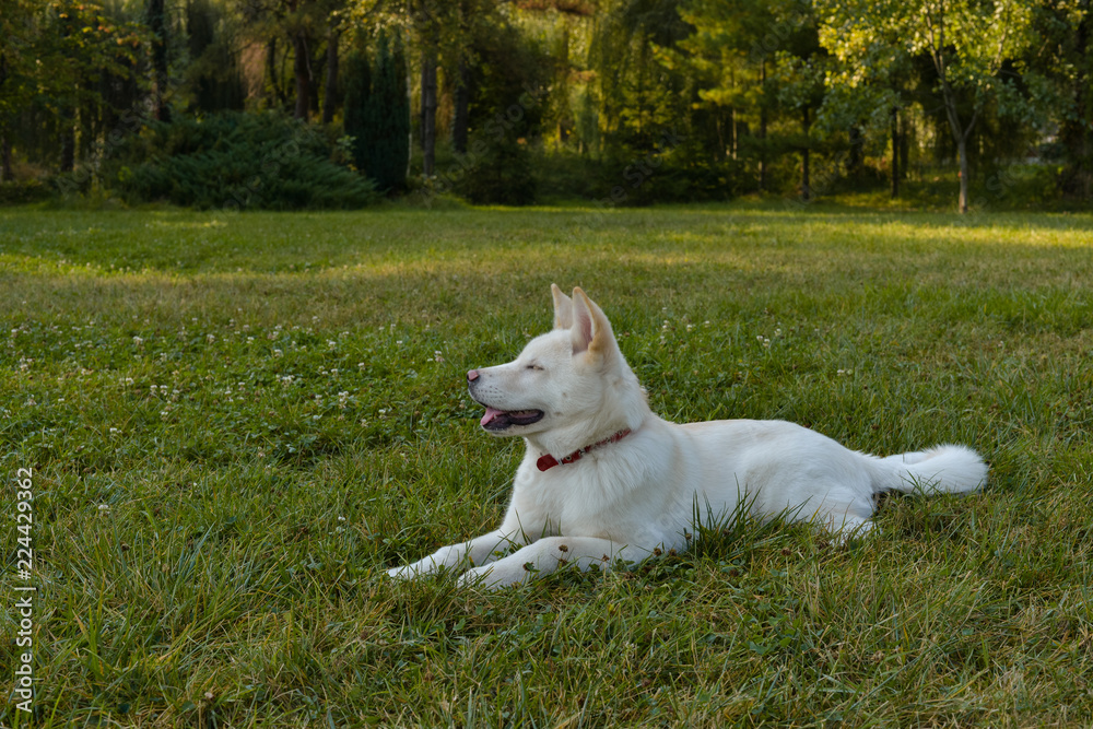 Beautiful white Akita laying in the park on beautiful sunny morning. Beautiful white Akita laying in the park on beautiful sunny morning.
