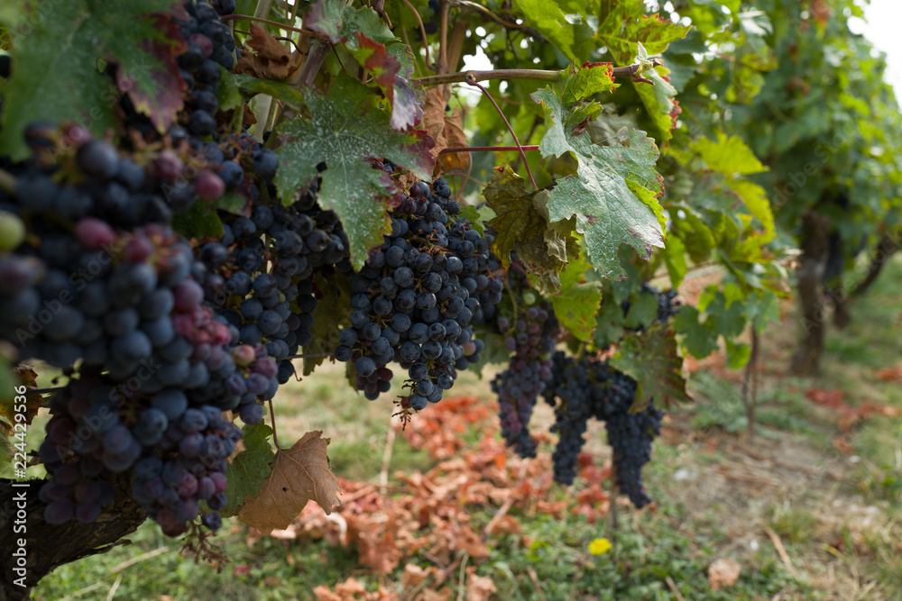 Cabernet Franc grape close up. Saumur, France