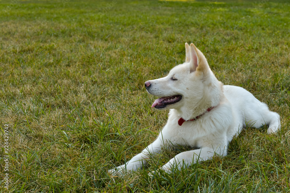 Beautiful white Akita laying in the park on beautiful sunny morning. Beautiful white Akita laying in the park on beautiful sunny morning.