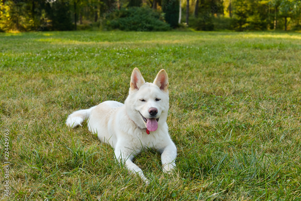 Beautiful white Akita laying in the park on beautiful sunny morning. Beautiful white Akita laying in the park on beautiful sunny morning.