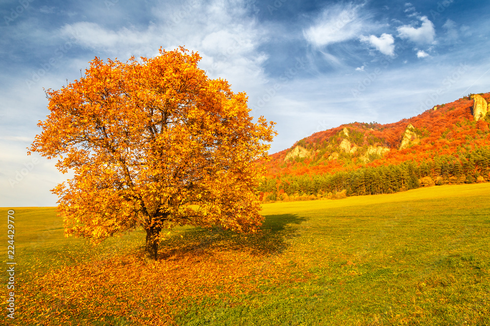 Landscape with a trees in autumn colors, National Nature Reserve Sulov Rocks, Slovakia, Europe.