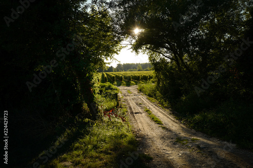 Vineyard in Bordeaux France