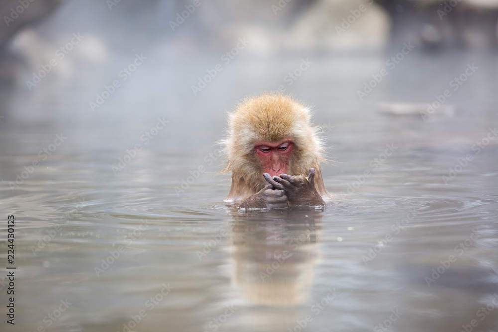 Fototapeta premium macaque monkey in a bath in japan