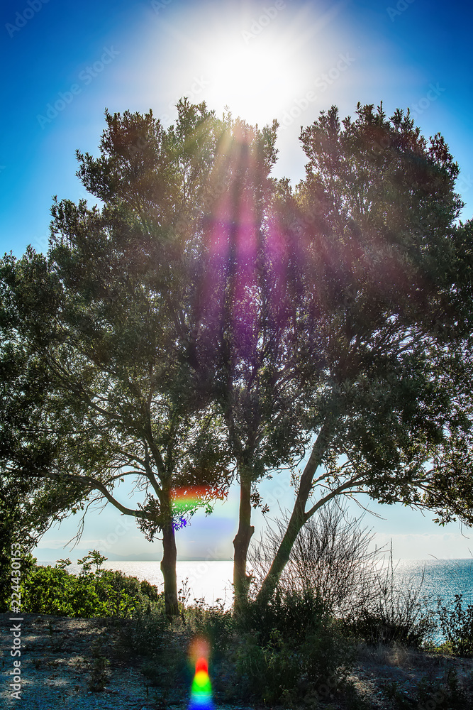 Fototapeta premium view of the sea through the crown and the traces of the sun