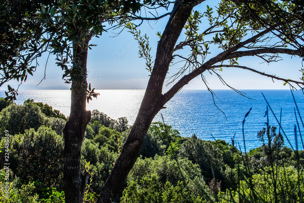 Fototapeta premium view of the sea through the crown