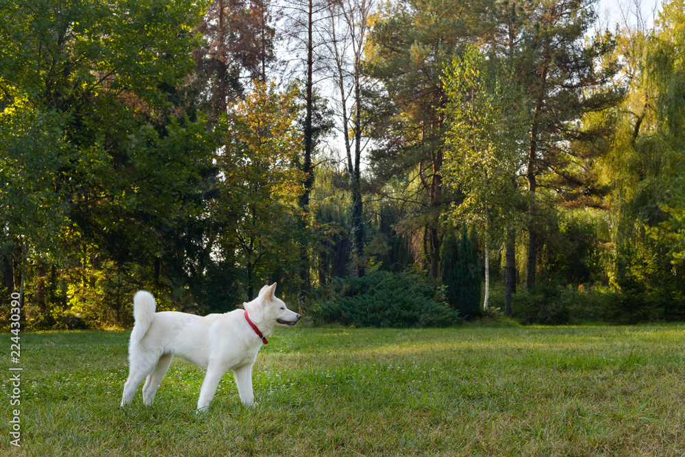 Beautiful white Akita walking in the park on beautiful sunny morning. Beautiful white Akita walking in the park on beautiful sunny morning.