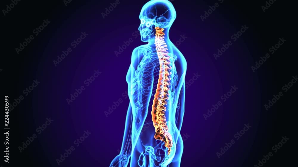 3d illustration of human body Spinal cord stock anatomy
