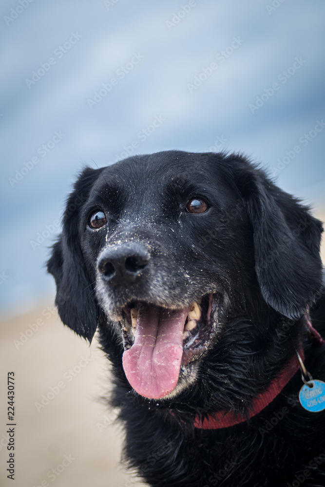 Dog smiling at beach, wet and sandy face Dog smiling at beach, wet and sandy face