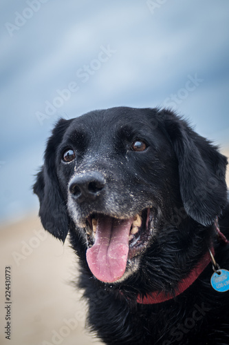 Dog smiling at beach, wet and sandy face © Andrew