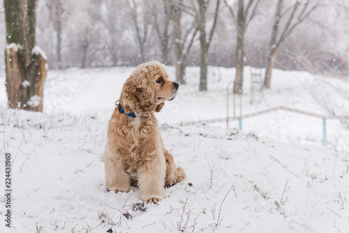 Cute dog and traces of paws at snow forest