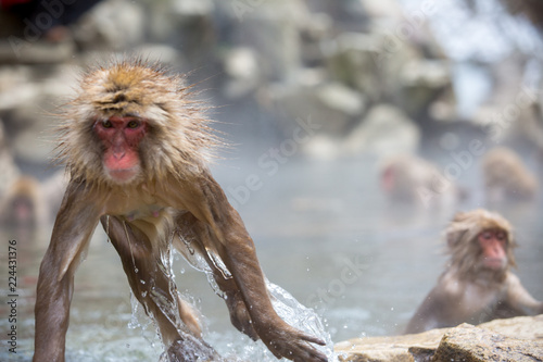 Canvas Print macaque monkey in a bath in japan