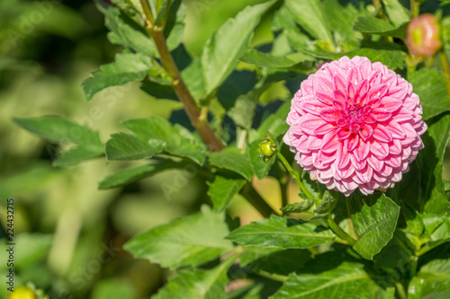 Pinke Balldahlie (Asteraceae) im Licht der Morgensonne. photo