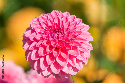 Fototapeta Naklejka Na Ścianę i Meble -  Pinke Balldahlie (Asteraceae) in der Morgensonne.