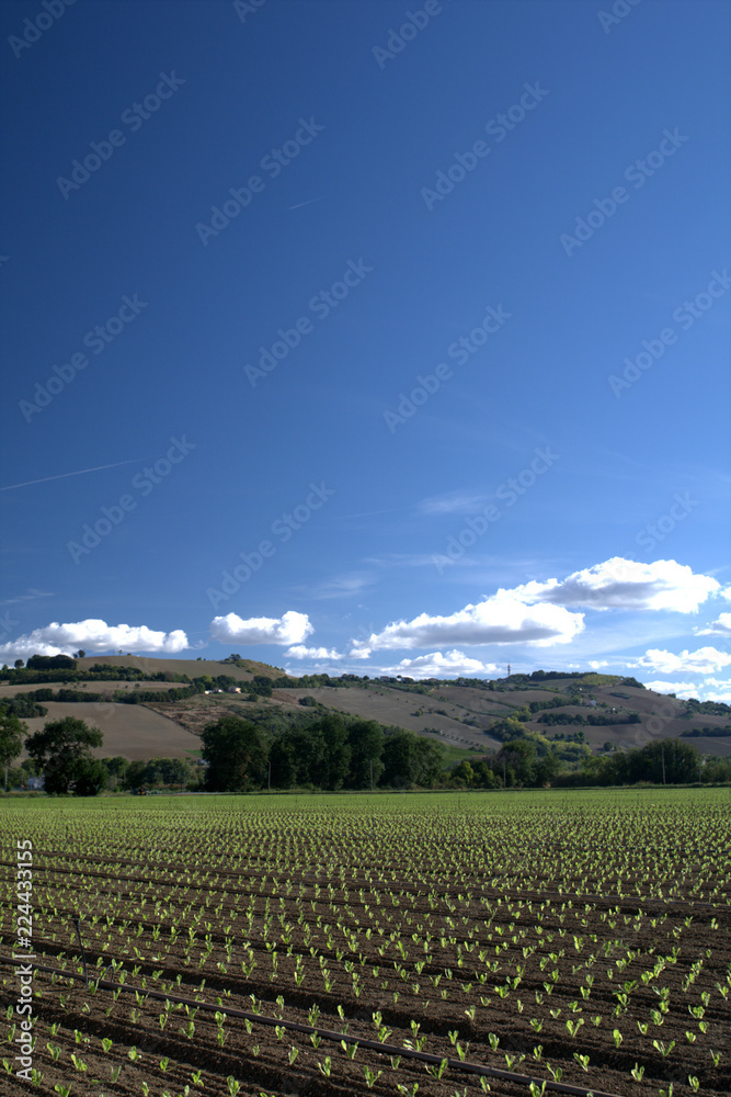 landscape with green field,blue sky,agriculture,countryside,hill,clouds,horizon,rural,plant