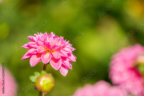 Fototapeta Naklejka Na Ścianę i Meble -  Pinke Balldahlie (Asteraceae) in der Sommersonne.