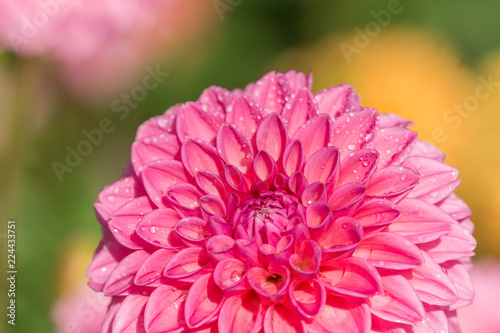 Fototapeta Naklejka Na Ścianę i Meble -  Pinke Balldahlie (Asteraceae) an einem Sommermorgen.