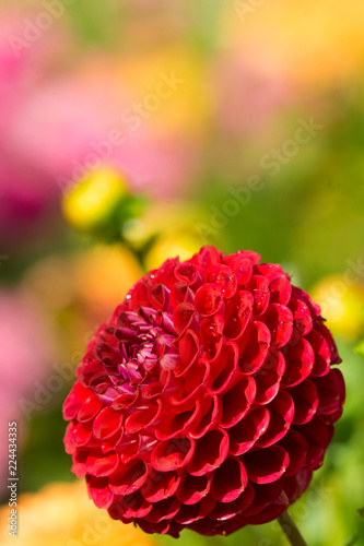 Fototapeta Naklejka Na Ścianę i Meble -  Rote Balldahlie (Asteraceae) im Sommer.