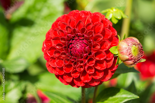 Fototapeta Naklejka Na Ścianę i Meble -  Rote Balldahlie (Asteraceae) an einem Sommermorgen.