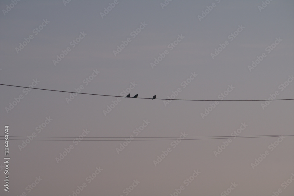 birds on wire,sky,nature,animal,view,line birds on wire,sky,nature,animal,view,line