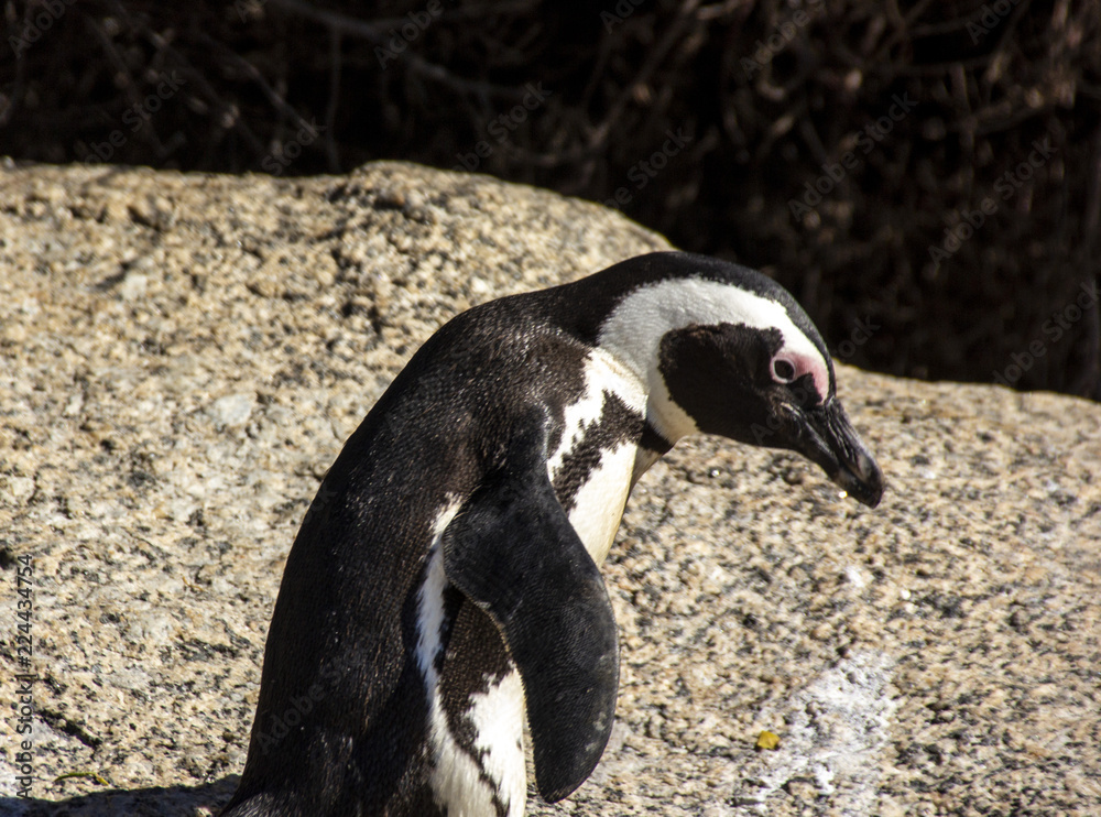 Naklejka premium South African penguins in Boulders Beach, Simon's Town, near Cape Town. African penguins are listed as endangered species, but in Boulder's bay near Cape Town one can see them easily in the wild.