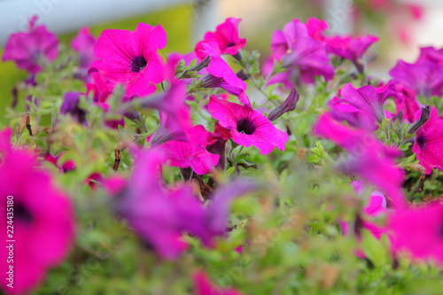 purple flowers  close up  blurry background