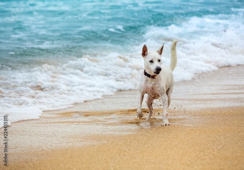 Young dog running by sandy shore of the ocean