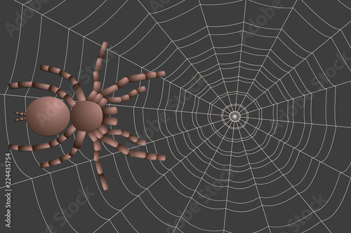 spider tarantula on a gray background, concentric web
