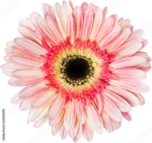 Pink Gerbera Daisy