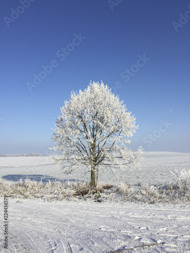tree in hoar frost