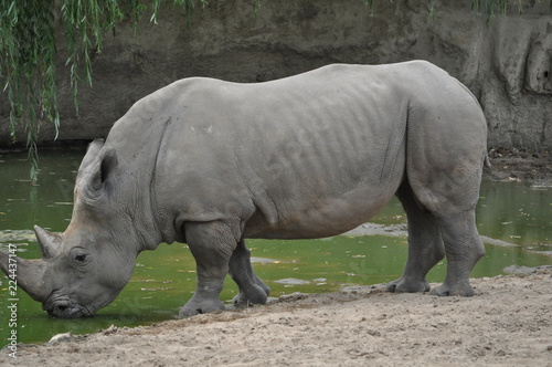 rhinoceros qui boit